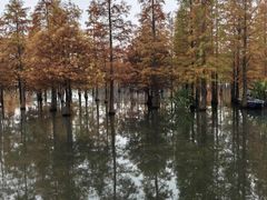 -白鹭湾湿地公园