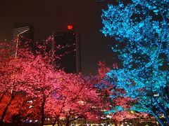 -西北湖绿化广场