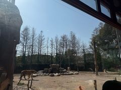 -上海野生动物园老虎餐厅