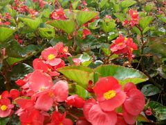 -松山湖梦幻百花洲