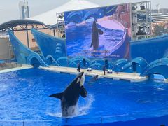 -上海海昌海洋公园