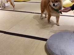 -逗柴咖啡屋·狗咖猫咖宠物桌游