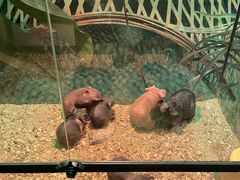 -绿色星球动物主题公园