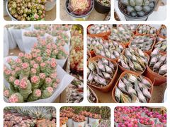 -国家植物园