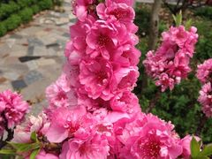 iphone_upload_pic-南汇桃花村