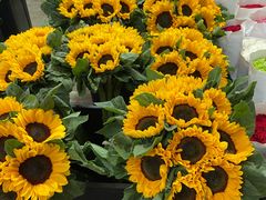 -三圣花乡旅游区