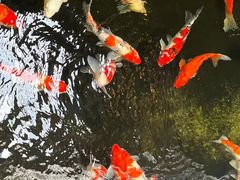 -鲤院·新中式美学·庭院餐厅(夫子庙店)