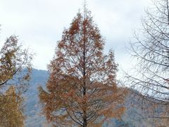-卧龙自然保护区