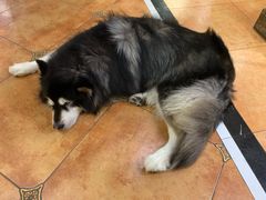 -more than meow吴止猫主题餐厅(承德 中船汇店)