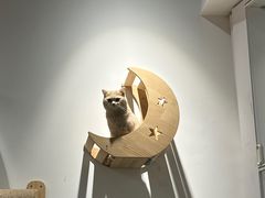 -COLOR PETS 撸猫馆·购猫·猫咖(长风大悦城店)