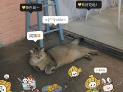 -喵屿·大理花园猫咖