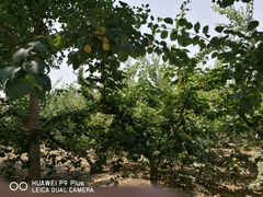 -意大利农场度假村