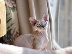 -momokira米努特·德文卷毛猫·棉花面纱犬