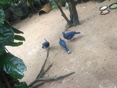 -清迈夜间动物园