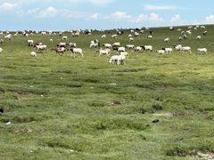 -青海湖国家重点风景名胜区