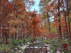 -上海海湾国家森林公园
