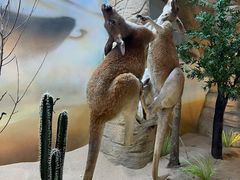 -西霞口神雕山野生动物世界