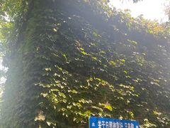 -日照海滨国家森林公园