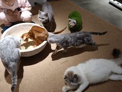-more than meow吴止猫主题餐厅(承德 中船汇店)