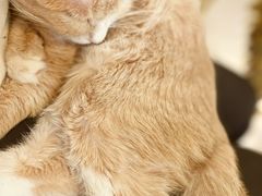 -平行世界·猫咖(首经贸店)