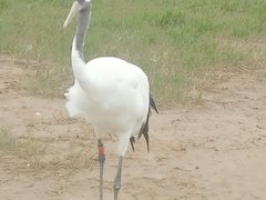 -盐城丹顶鹤湿地生态旅游区