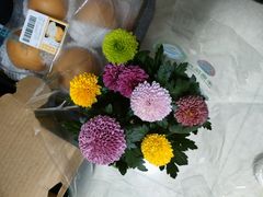 -双季花艺园艺市场(浦东店)