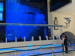 -迪拜水族馆及水下动物园