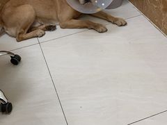 -美联众合动物医院·24h京西诊疗中心