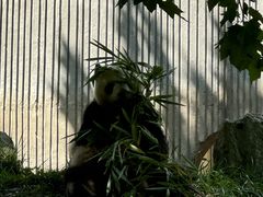 -卧龙中华大熊猫苑神树坪基地