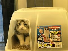 -猫大福·Fortune Cat猫舍(百子湾店)