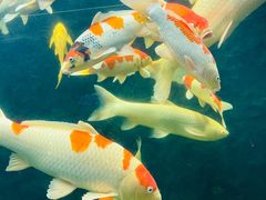 -弘安丽水温泉酒店