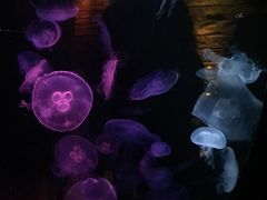 -悉尼海洋生物水族馆