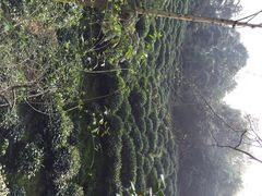 iphone_upload_pic-十八棵（老龙井）御茶园(老龙井店)