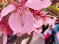 -古柏渡飞黄旅游区