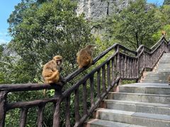 -武陵山森林公园