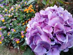 -东莞植物园