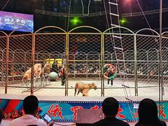 -俄罗斯国家大马戏团