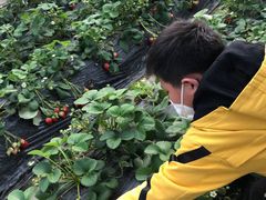 -胜丰草莓采摘园