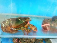 -宾朋海鲜特色美食餐厅·纯手工鲅鱼水饺(兴海路店)