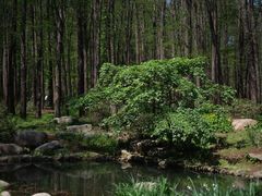 -上海共青森林公园