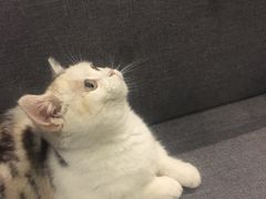 -吉丁鸟咖·异宠·寄养