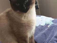 -小叮当动物医院·骨科·眼科