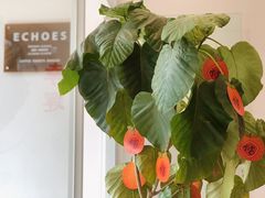 -echoes coffee回响咖啡(红山店)