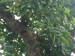 -南通洲际绿博园