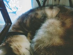 -猫色咖啡·猫咖