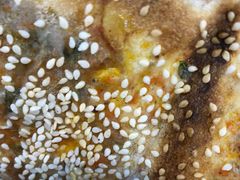 -阿甘锅盔(合生汇购物中心店)