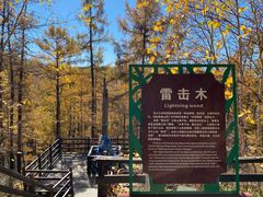 -莫尔道嘎国家森林公园