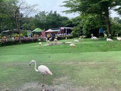 -广州长隆飞鸟乐园