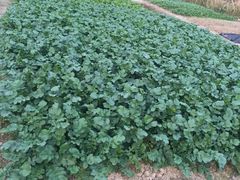 -呼吸森林·生态农庄农家乐私房菜