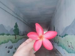 -飞来湖湿地公园